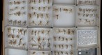 Bittacidae 1