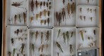 Orthoptera Receiving 12