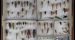 Orthoptera Receiving 13