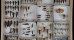 Orthoptera Receiving 19