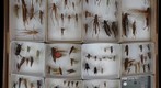 Orthoptera Receiving 11