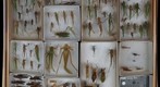 Orthoptera Receiving 10