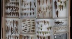Orthoptera Receiving 9