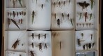 Orthoptera Receiving 6