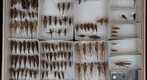 Orthoptera Receiving 5
