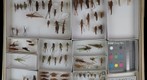 Orthoptera Receiving 18