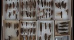 Orthoptera Receiving 3