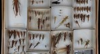 Orthoptera Receiving 2
