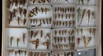 Orthoptera Receiving 1