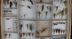 Orthoptera Receiving 21