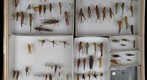 Orthoptera Receiving 7