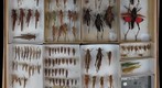 Orthoptera Receiving 8