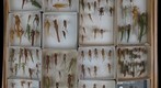 Orthoptera Receiving 16