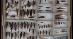 Orthoptera Receiving 15
