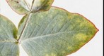Eucalyptus Leaves
