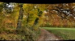 Herbstwald in Hedingen