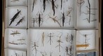 Phasmatodea Receiving 3