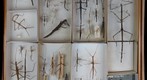 Phasmatodea Receiving 2