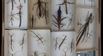 Phasmatodea Receiving 1