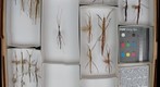Heteronemiidae 2, Phasmatidae &amp; Proscopiidae