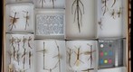 Heteronemiidae 1