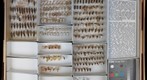 Labiduridae 2