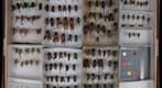 Gryllidae 2