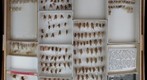 Gryllidae 7