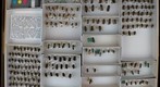Megachile 3