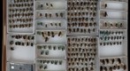 Megachile 4