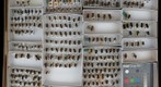 Megachile 1