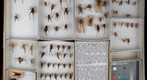 Rhaphidophoridae 4 &amp; Gryllacrididae