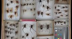 Rhaphidophoridae 3