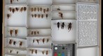 Rhaphidophoridae 2