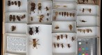 Haglidae, Stenopelmatidae &amp; Rhaphidophoridae 1