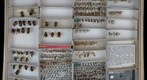 Colletidae 5