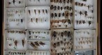 Gryllidae Receiving 2
