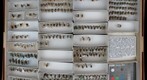 Colletidae 2