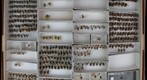 Colletidae 3