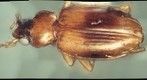 bug 021