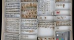 Membracidae 32