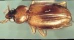 bug022