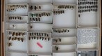 Megachile 28