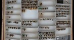 Megachile 27