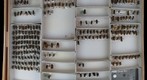 Megachile 26