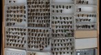 Megachile 17