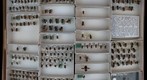 Megachile 16