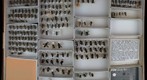 Megachile 22