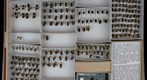 Megachile 19