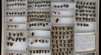 Megachile 12